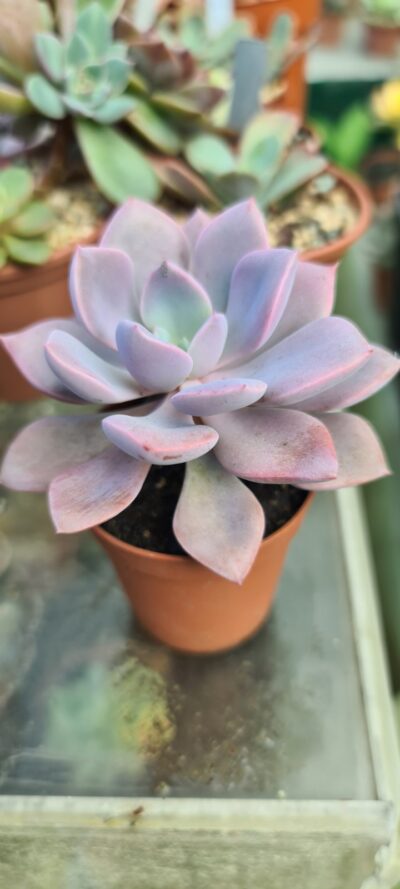 ECHEVERIA "DEBBY"