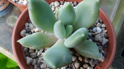 Echeveria "SNOW QUEEN" - Зображення 2