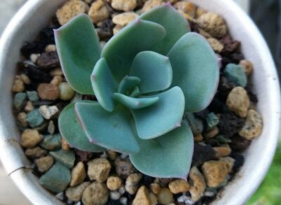 Echeveria "Echeveria Raindrops" - Зображення 2