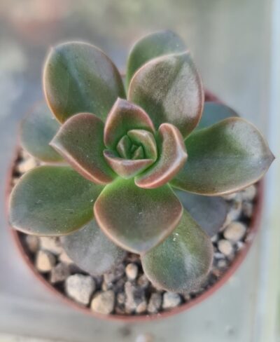 ECHEVERIA "MELACO" - Зображення 2