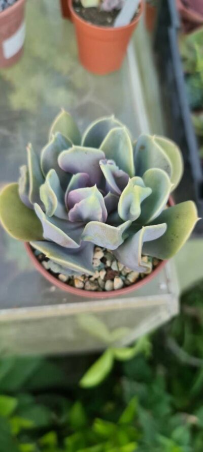Echeveria "Trumpet Premium" - Зображення 2