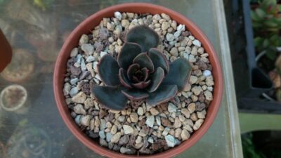 Echeveria "Santa Levis" - Зображення 3