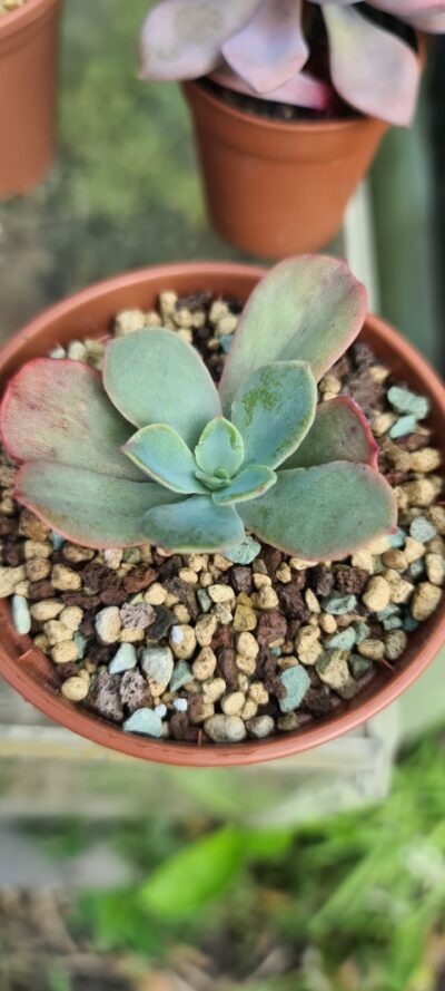 Echeveria "Rainbow Sunset" - Зображення 2