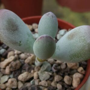 Cotyledon "PING PONG FU NIANG" | 28