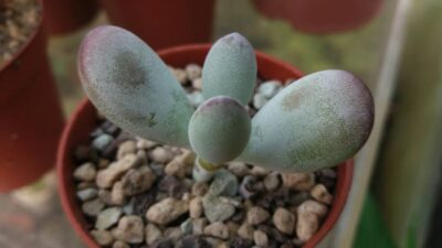 Cotyledon "PING PONG FU NIANG"