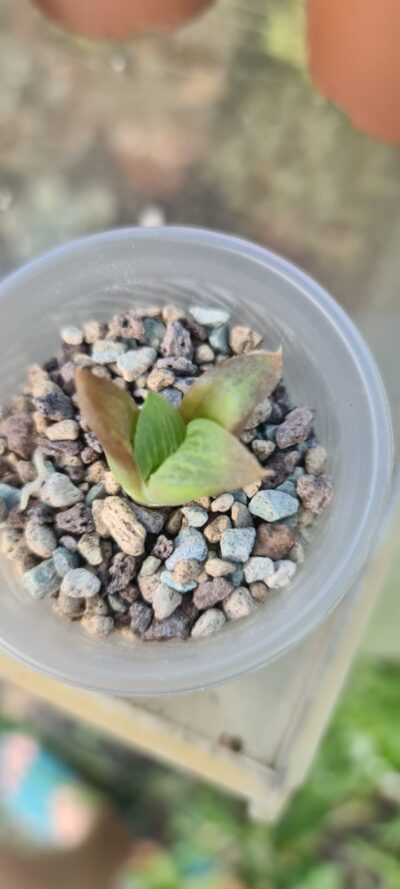 Haworthia "Retusa f. Green" - Зображення 2