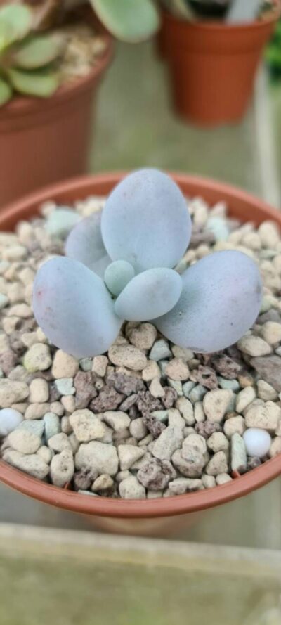 Pachyphytum "Оviferum" - Зображення 2
