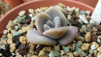 ECHEVERIA "Mrs Richards"