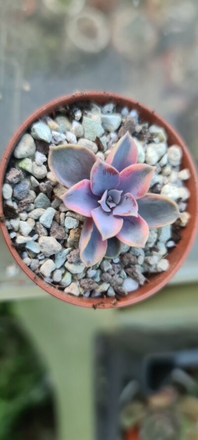 Echeveria "Rainbow" var. - Зображення 3