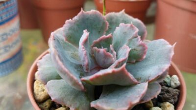 ECHEVERIA "TRUFFLES"