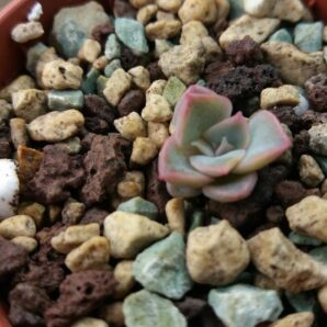 ECHEVERIA "LOTUS" | 40