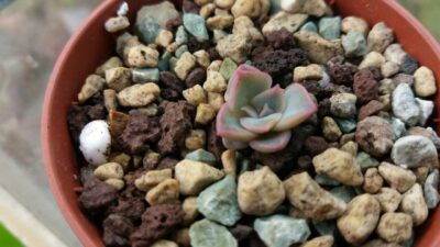 ECHEVERIA "LOTUS"