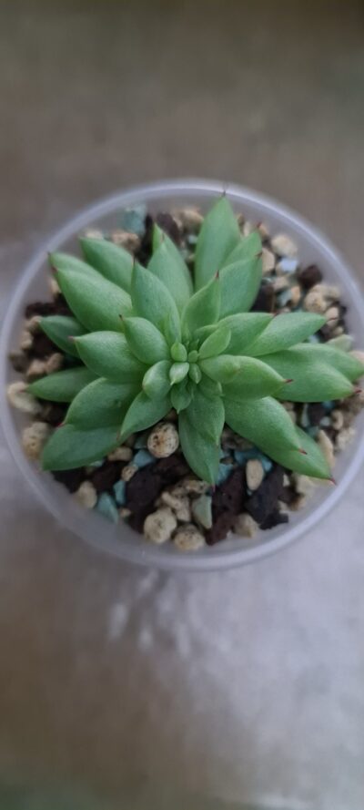 ECHEVERIA "RAIN STAR" f. cristata - Зображення 2