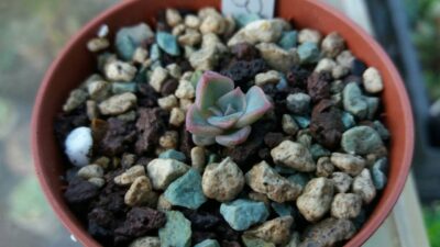 ECHEVERIA "LOTUS" - Зображення 2