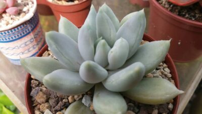 Echeveria "SNOW QUEEN"