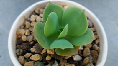 Echeveria "Peach Pride" - Зображення 3