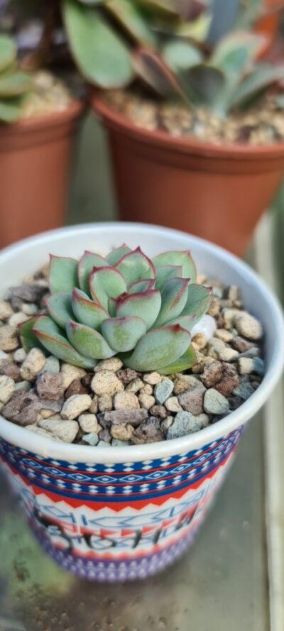 Echeveria "Pulidonis"