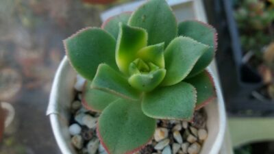 AEONIUM "KIWI" - Зображення 2