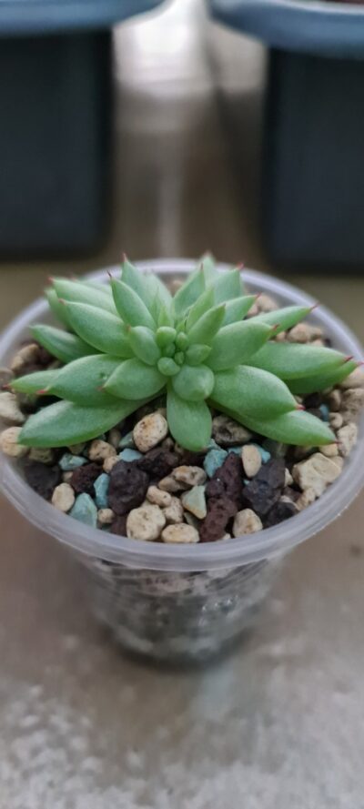 ECHEVERIA "RAIN STAR" f. cristata