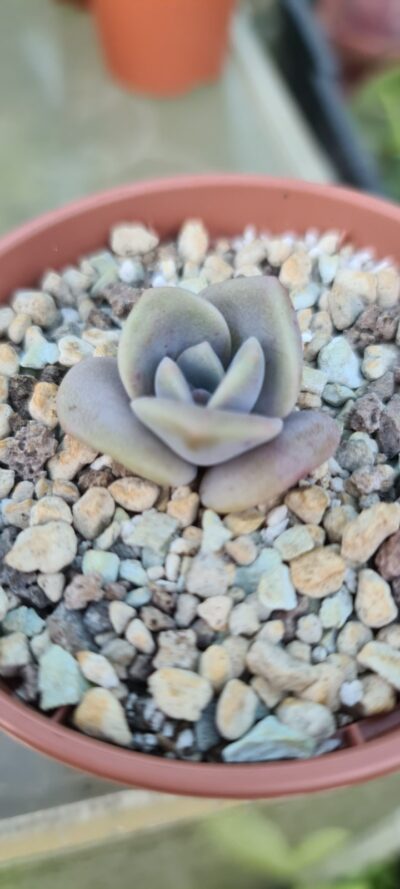 ECHEVERIA "Mrs Richards"