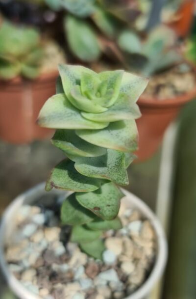 Crassula "Perforata" variegata