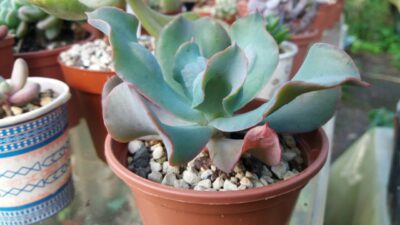 Echeveria “CULIBRA"