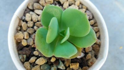 Echeveria "Peach Pride" - Зображення 2
