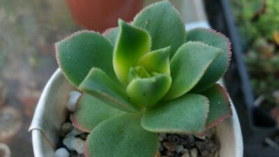 AEONIUM "KIWI"