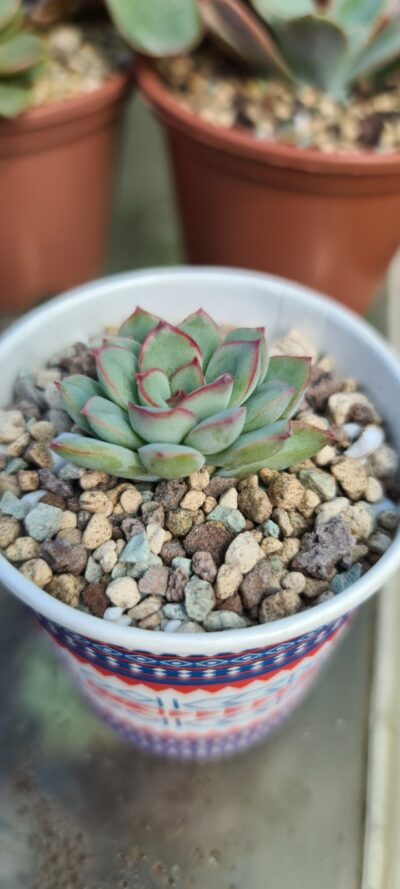 Echeveria "Pulidonis" - Зображення 3