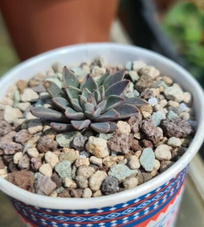 Graptopetalum "RUSBY"