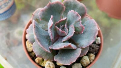 ECHEVERIA "TRUFFLES" - Зображення 2