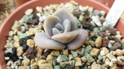 ECHEVERIA "Mrs Richards" - Зображення 2