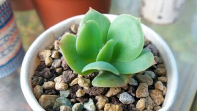 Echeveria "Peach Pride"