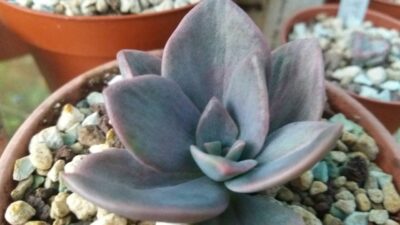 Graptoveria “BAINESII” variegata - Зображення 2
