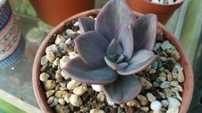 Graptoveria “BAINESII” variegata