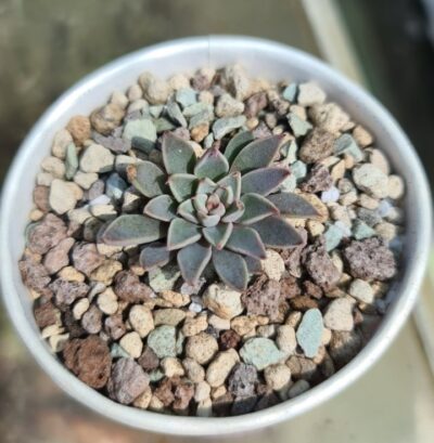 Graptopetalum "RUSBY" - Зображення 2
