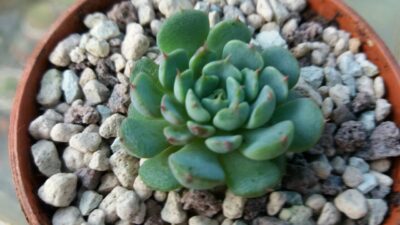 ECHEVERIA "MINIMA" - Зображення 2