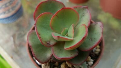 ECHEVERIA "SUYON"