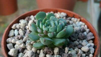 ECHEVERIA "MINIMA"