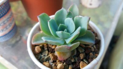 Echeveria "Echeveria Raindrops"