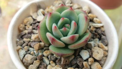 ECHEVERIA "SENSATION"