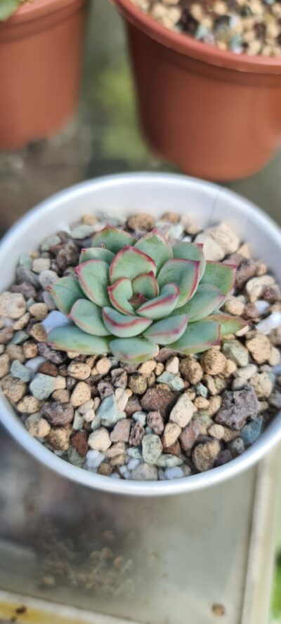 Echeveria "Pulidonis" - Зображення 2
