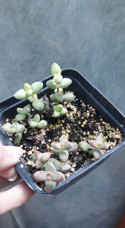 Crassula brevifolia