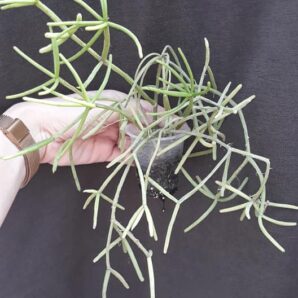 rhipsalis sp (з крупних, 3 кущика у стакані)