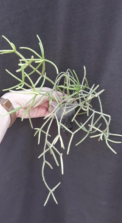 rhipsalis sp (з крупних, 3 кущика у стакані)