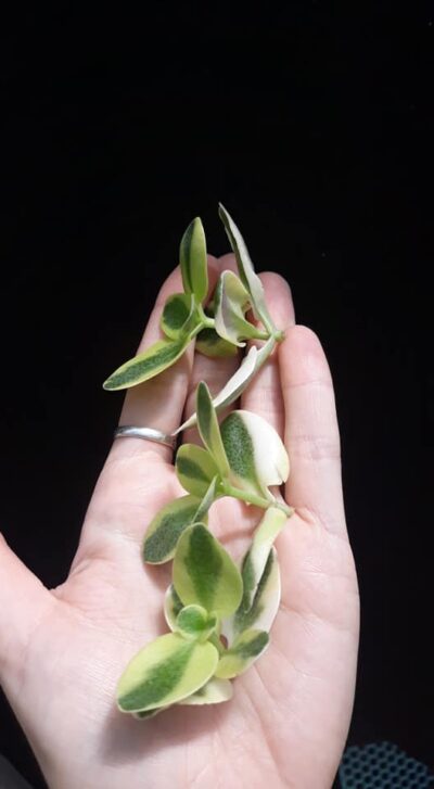 crassula multicava variegata с/с чер