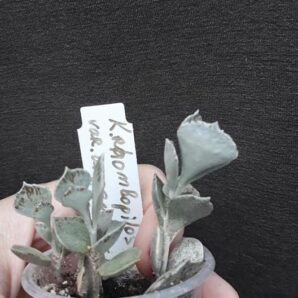 kalanchoe rhombopilosa var. argentea