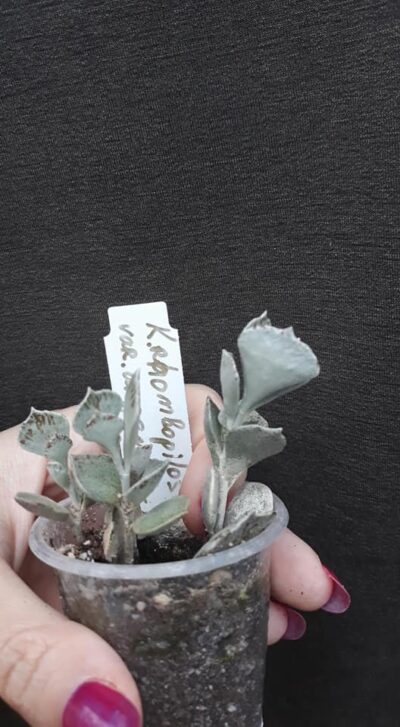 kalanchoe rhombopilosa var. argentea