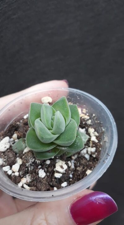 crassula moonglow