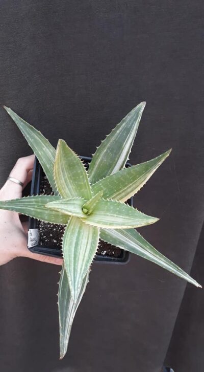 Aloe saponaria variegata дітка